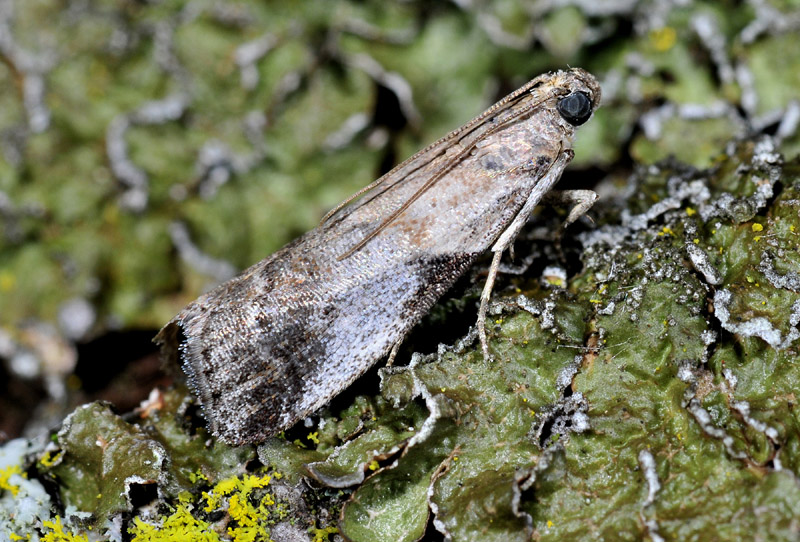 Pyralidae - Acrobasis fallouella (cfr)